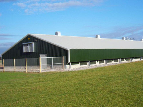 Steel-Structure-Poultry-Shed